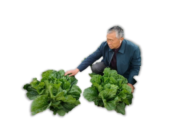 小杂粮里的“绿色密码”：绿源新农以科技赋能乡村振兴